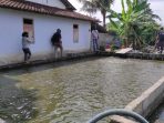 Kelompok Pembudidaya Ikan Binaan Pemkab Berinovasi dengan Ikan Konsumsi