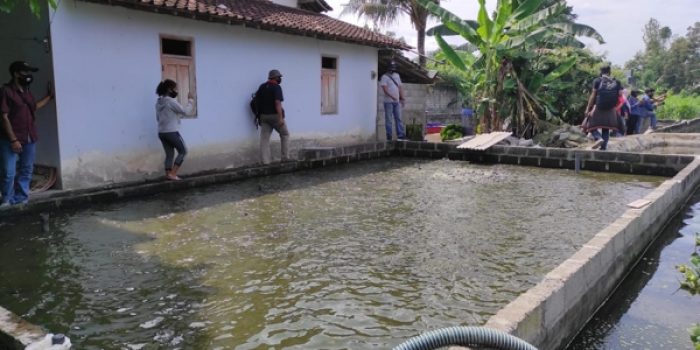 Kelompok Pembudidaya Ikan Binaan Pemkab Berinovasi dengan Ikan Konsumsi