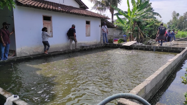 Kelompok Pembudidaya Ikan Binaan Pemkab Berinovasi dengan Ikan Konsumsi