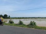 Banjir Melanda Kediri, Sungai Jebol, Tanaman Hancur Diterjang Bencana