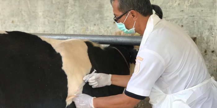 DKPP Targetkan Vaksinasi Brucellosis ke Seribu Ekor Sapi Perah