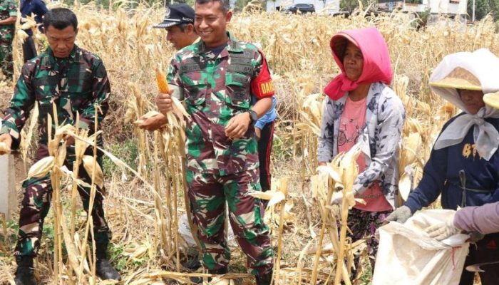 TMMD Ke-122 Bantu Petani Desa Pagung Tingkatkan Hasil Pertanian dan Perbaiki Infrastruktur