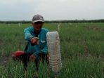 Tangkal Ulat Grayak, Petani Bawang Merah Manfaatkan Botol Mineral