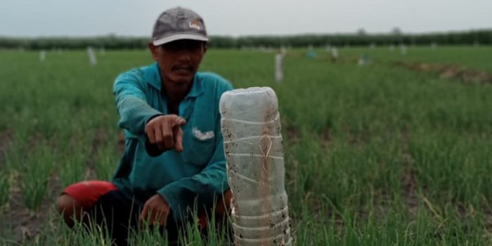 Tangkal Ulat Grayak, Petani Bawang Merah Manfaatkan Botol Mineral