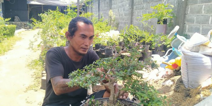 Bermula Dari Hobi, Pria di Kediri Budidaya Bonsai Omset Hingga Jutaan