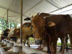 Terima 1000 Ekor Sapi, Mas Dhito Dorong Peternak Bisa Diversifikasi Produk