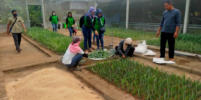 Pertama di Indonesia, Bupati Kediri Lakukan Inovasi Pembenihan Kembangkan Nanas PK-1