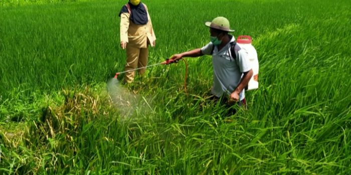 Serangan Penyakit Blas, Dispertanbun Kab Kediri Lakukan Ini