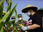 Mas Bup Dhito Panen Raya Jagung dan Padi Hasil Pupuk Organik