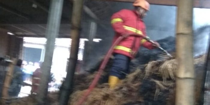 Ceroboh Menyalakan Api Diang, Kandang Sapi Ludes Terbakar