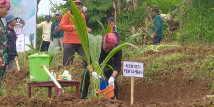 Kementan Fokus Tuntaskan Arahan Presiden RI, Tanam 1 Juta Batang Kelapa Berjalan Sesuai Target