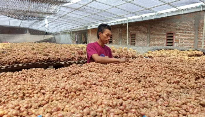 Ini Alasan Mengapa Harga Bawang Merah di Kediri Melonjak!