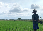 Perjuangan Petani Jagung di Kabupaten Kediri Menghadapi Masalah Alokasi Pupuk