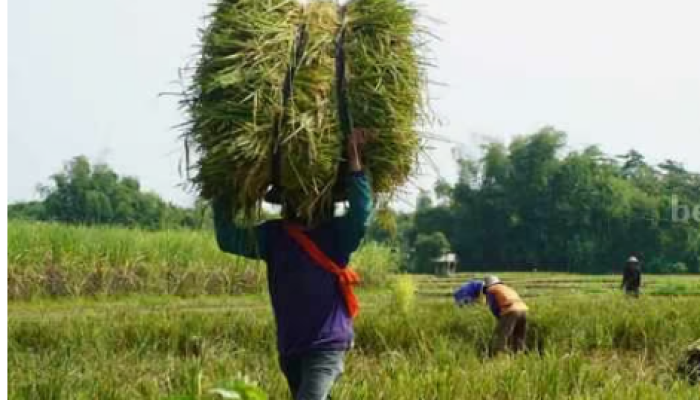 Desa Inovasi Tani Organik, Produktifitas Padi di Kabupaten Kediri Meningkat