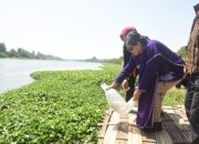 Pj Wali Kota Kediri Zanariah Bersama WWI Rayakan HUT RI dengan Penebaran Ikan