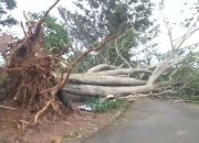 Pohon Besar Akses Jalan Raya Grogol Tumbang, Jalan Macet Listrik Padam