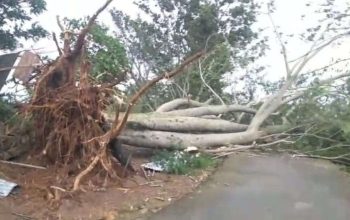 Pohon Besar Akses Jalan Raya Grogol Tumbang, Jalan Macet Listrik Padam