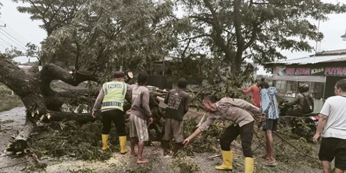 Pohon Tumbang! Kabupaten Kediri Diguncang Kejadian Tak Terduga!