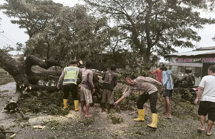 Pohon Tumbang! Kabupaten Kediri Diguncang Kejadian Tak Terduga!