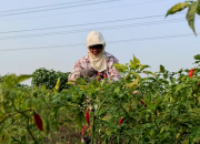 Pupuk Subsidi Melonjak di Kabupaten Kediri, Tapi Masih Kurang!