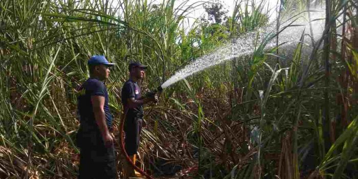 Kebun Tebu Siap Tebang Ludes Dilalap Api